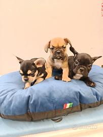Cuccioli di bulldog francese