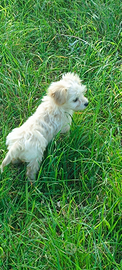 Maltipoo Toy