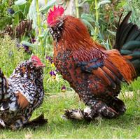 Galli e galline nani razza Bantam