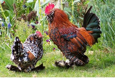 Galli e galline nani razza Bantam