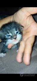 Gattini