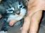 Immagine 1