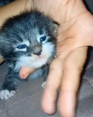 Gattini
