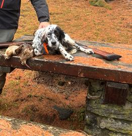 Setter femmina pronta caccia