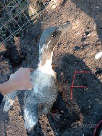 Gruppo riproduttore svedesi