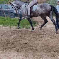 Cavalla appendix smazzettata