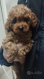 Barboncino Mini Toy Red