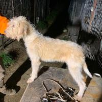 Briquet griffon vendeen