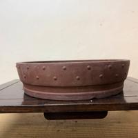 Vaso bonsai tamburo timbrato