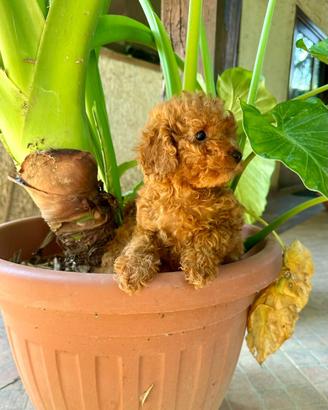 Cuccioli di Barboncino toy rosso