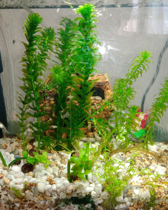 Avannotti di Guppy