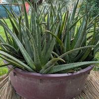 piante di Aloe Vera