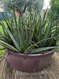 piante di Aloe Vera