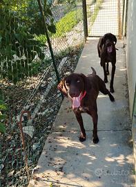 Bracco tedesco cuccioloni tartufi caccia compagnia