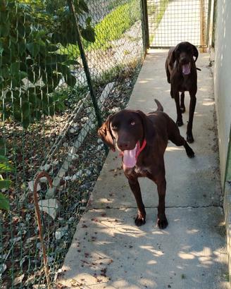Bracco tedesco cuccioloni tartufi caccia compagnia