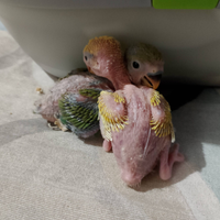 Pullo da imbecco di inseparabile