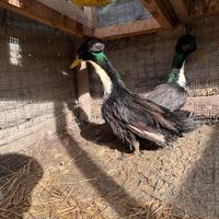 Coppia Anatre ciuffate