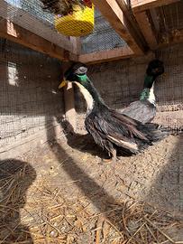 Coppia Anatre ciuffate