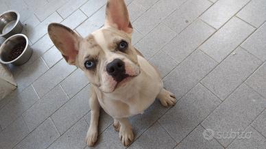 Buldog francese