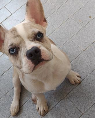 Buldog francese