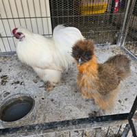 Coppia galline moroseta e galline marans