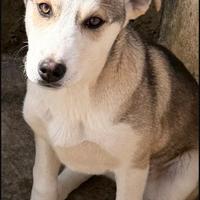 Meticci madre husky padre pastore tedesco