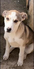 Meticci madre husky padre pastore tedesco