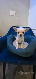 Chihuahua