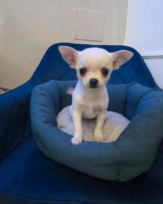 Chihuahua
