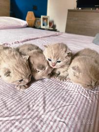 Gattini di scottish straight