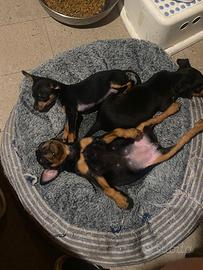 Cuccioli di Pinscher