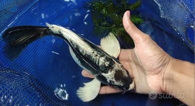 Kabuto KOI Butterfly 20cm