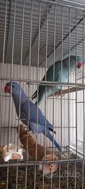 Parrocchetto dal collare blu e viola
