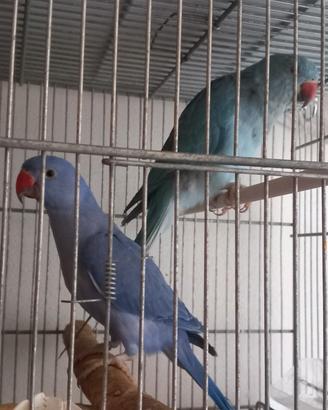 Parrocchetto dal collare blu e viola