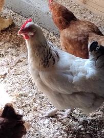 Galline