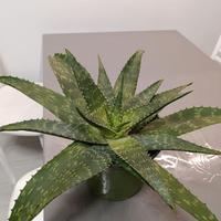 Pianta aloe vera