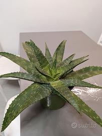 Pianta aloe vera