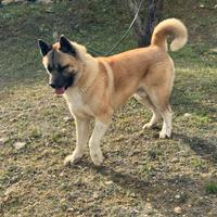 Cucciolone 13 mesi Akita Americano