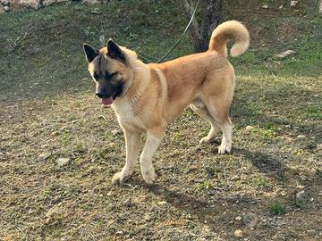 Cucciolone 13 mesi Akita Americano