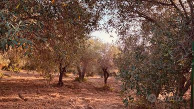 Terreno con 82 alberi di ulivo pianeggiante
