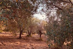 Terreno con 82 alberi di ulivo pianeggiante