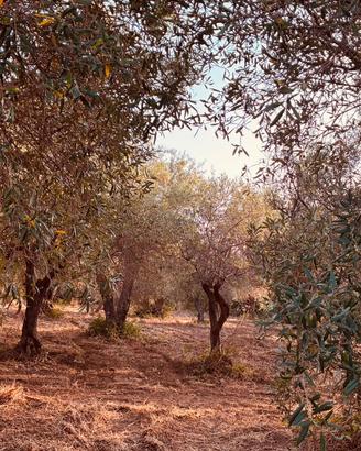 Terreno con 82 alberi di ulivo pianeggiante