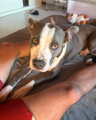 Accoppiamento cane amstaff