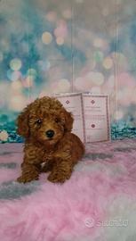 Barboncini toy cuccioli