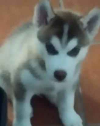 Vedo cuccioli di husky
