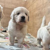 Orsetti di Golden retriever inglesi