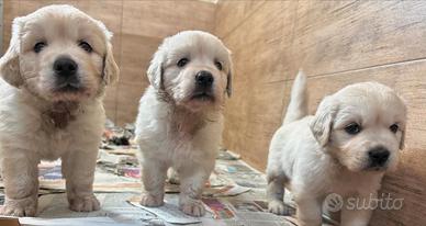 Orsetti di Golden retriever inglesi
