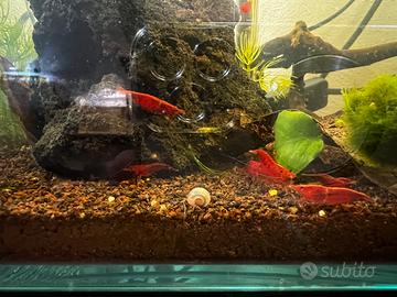 Neocaridine Bloody Mary