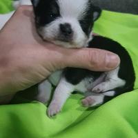 Chihuahua Toy tascabili