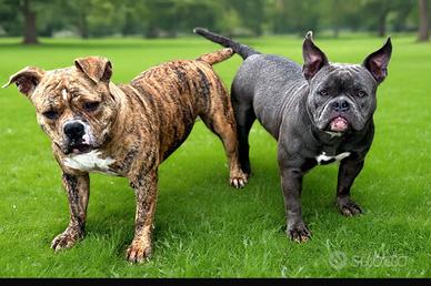 American Bully